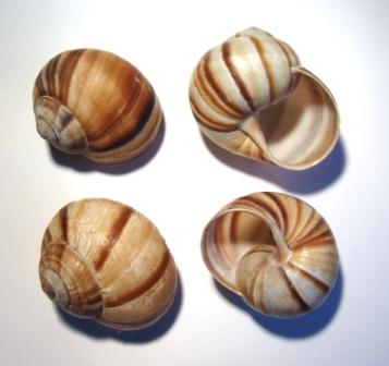 Helix lucorum var. taurica. Крым.